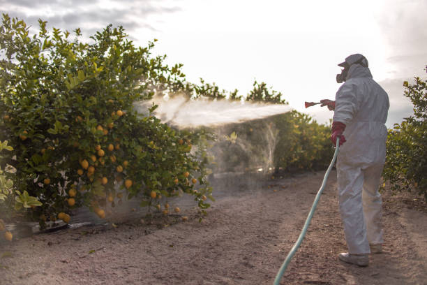 Best Ant Control Services  in Homosassa Springs, FL