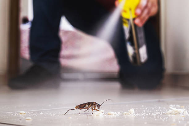 Best Flea Control Services  in Homosassa Springs, FL